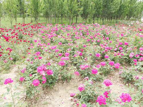 月季花