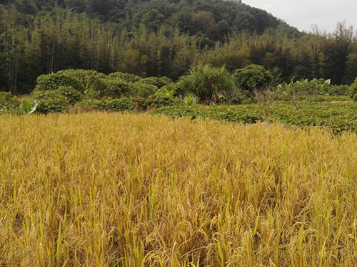 親子活動(dòng)